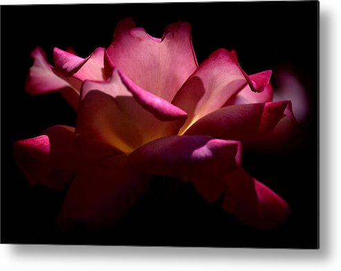 Rose Metal Print featuring the photograph True Beauty by Lori Seaman