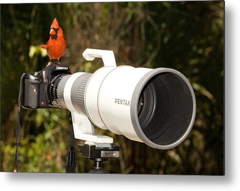 Bird Metal Print featuring the photograph True Bird Photographer by John Harmon