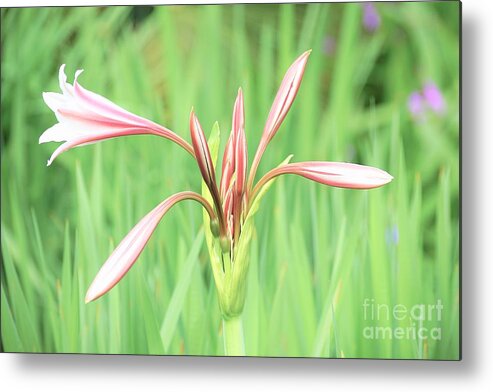 Flowers Metal Print featuring the photograph Trumpet by Merle Grenz