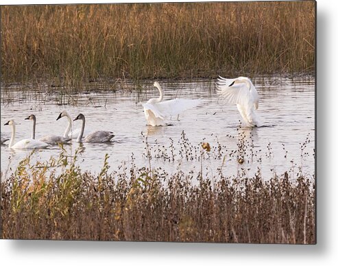 Trumpeter Swans Metal Print featuring the photograph Trumpeter Swans by Holly Ross