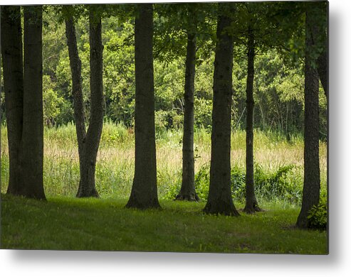 7 Trees Metal Print featuring the photograph Trunks in a row by Brian Green
