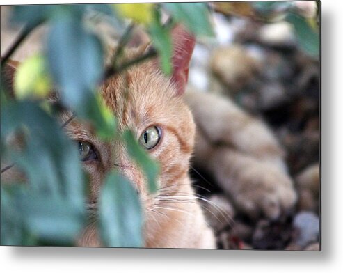 Cat Metal Print featuring the photograph Tucker - The Cat by DB Hayes