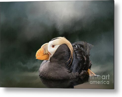 Tufted Puffin Metal Print featuring the photograph Tufted Puffin by Eva Lechner