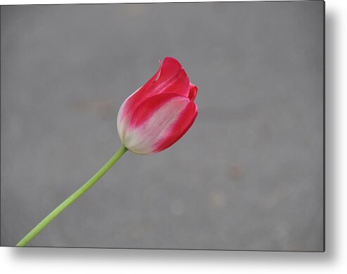 Flower Metal Print featuring the photograph Tulip 3 by Rich Bodane