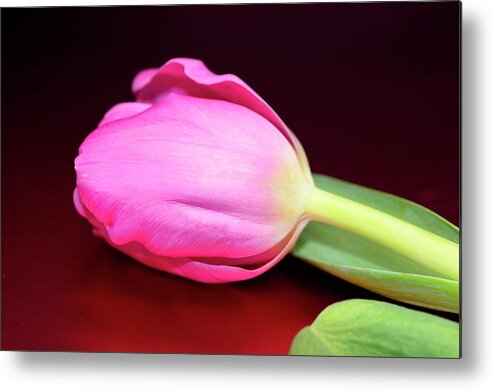 Tulips Metal Print featuring the photograph Tulip against Deep Red by Laura Mountainspring