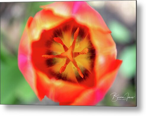  Metal Print featuring the photograph Tulip by Brian Jones