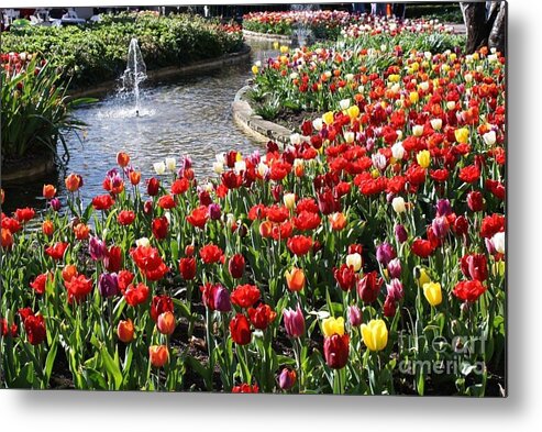 Bowral Tulip Festival Metal Print featuring the photograph Tulip Festival by Bev Conover