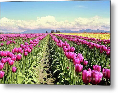 Tulip Metal Print featuring the photograph Tulip Field by Sylvia Cook