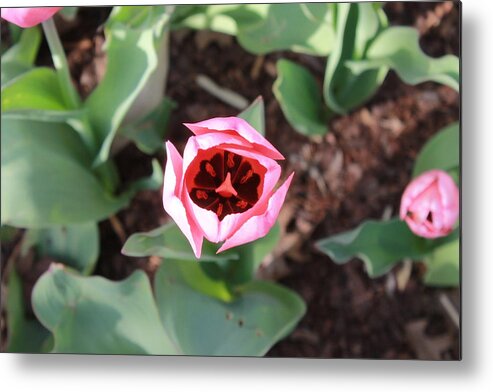Tulip Metal Print featuring the photograph Tulip in bloom by Stacy Mcwhorter