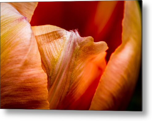 Jay Stockhaus Metal Print featuring the photograph Tulip Petals by Jay Stockhaus