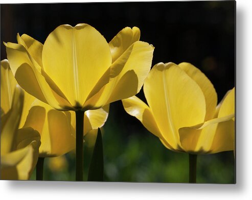 Flowers Metal Print featuring the photograph Tulip Soiree by Michael Friedman