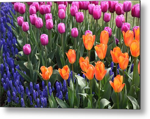 Tulips Metal Print featuring the photograph Tulips and Grape Hyacinths by Tammy Pool