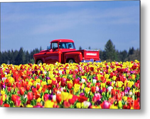 Tulips Metal Print featuring the photograph Tulips and Red Chevy Truck by Louise Magno