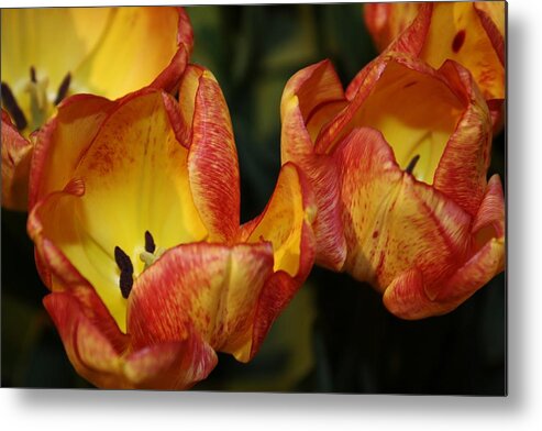 Tulips Metal Print featuring the photograph Tulips in the Morning by Bruce Bley