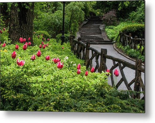 Central Park Metal Print featuring the photograph Tulips, Stairs and Rustic Fences by Cornelis Verwaal