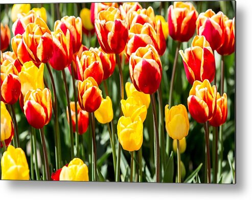 Tulips Metal Print featuring the digital art Tulips by Birdly Canada