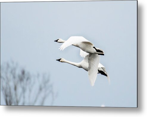 Nature Metal Print featuring the photograph Tundra Swan Lift-Off by Donald Brown