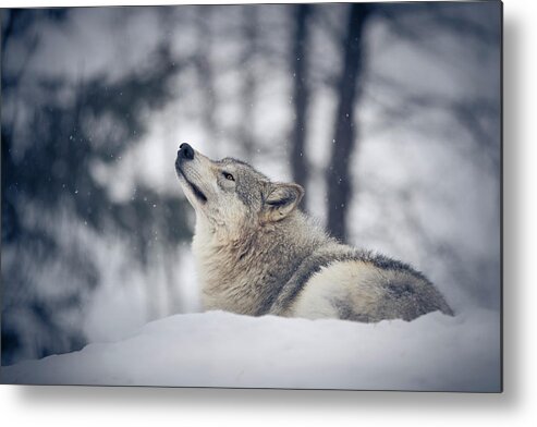 Snow Metal Print featuring the photograph Tundra Wolf Winter by Scott Slone