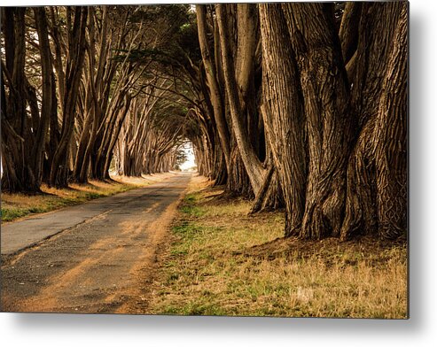  Metal Print featuring the photograph Tunnel of Trees by Wendy Carrington