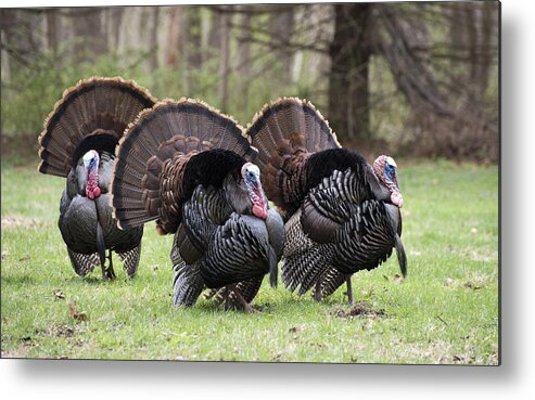 Animals Metal Print featuring the photograph Strutting Eastern Wild Turkey by Paul Ross