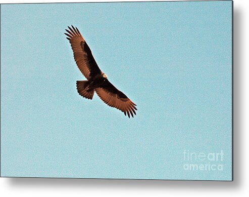 Vulture Metal Print featuring the photograph Turkey Vulture by Cindy Murphy - NightVisions 