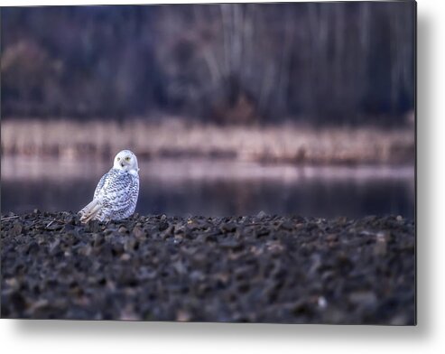 Snowy Owl Metal Print featuring the photograph Turning Heads by Belinda Greb