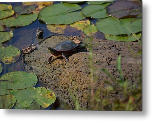 Colors Metal Print featuring the photograph Turtle and Lily's by Michael Mrozik