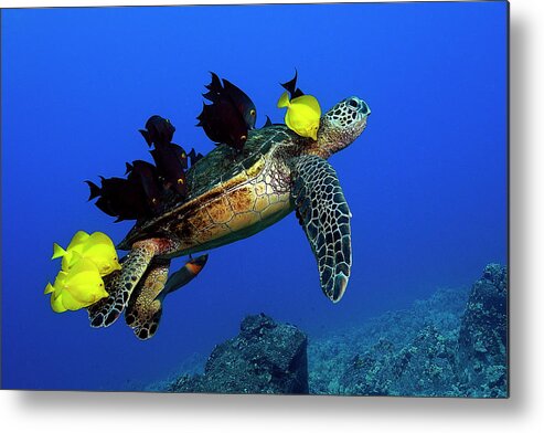 Hawaii Metal Print featuring the photograph Turtle grooming by Artesub