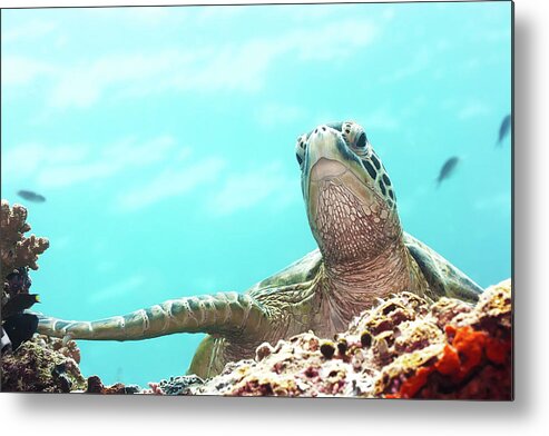 Tropical Metal Print featuring the photograph Turtle by MotHaiBaPhoto Prints