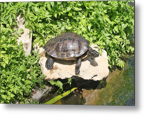 Turtle Metal Print featuring the photograph Turtle on a Rock by Ellen Tully