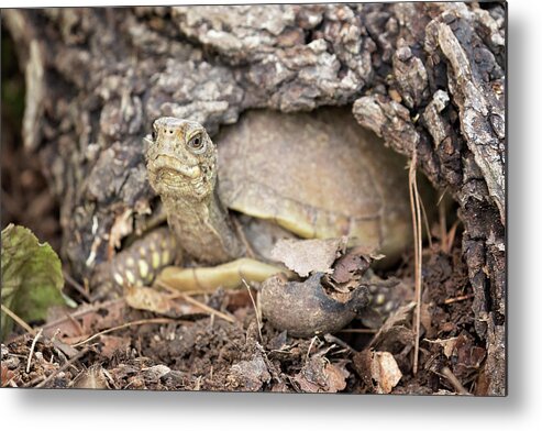 Turtle Metal Print featuring the photograph Turtle Town by Eilish Palmer