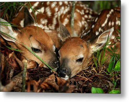 Whitetail Deer Metal Print featuring the photograph Twin Newborn Fawns by Michael Dougherty