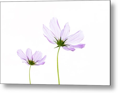 Pink Cosmos Flowers Metal Print featuring the photograph Twins by Marina Kojukhova