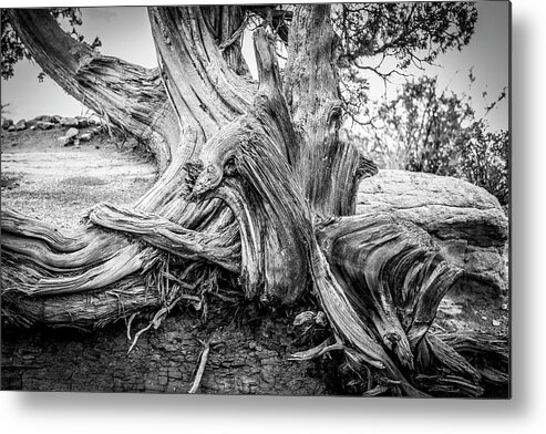 Wisdom Metal Print featuring the photograph Twisted by Marilyn Hunt