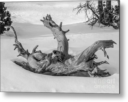 Beauty Metal Print featuring the photograph Twisted by Sue Smith
