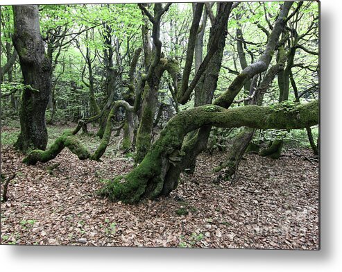 Forest Metal Print featuring the photograph Twisted trunks of beech trees - old beech forest by Michal Boubin