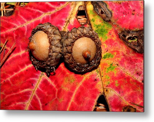 Nature Metal Print featuring the photograph Two Acorns on Tatterd Maple Leaf 2 by Robert Morin