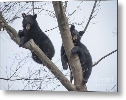 Black Bear Metal Print featuring the photograph Two black bears resting in tree by Dan Friend