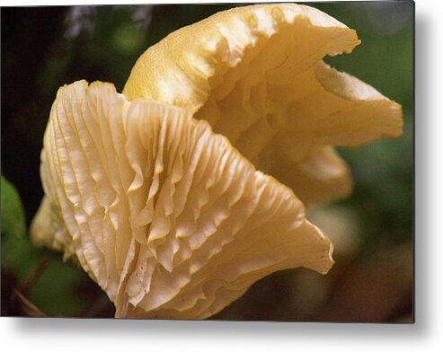 Cantharellus Metal Print featuring the photograph Two Cantharellus by Douglas Barnett