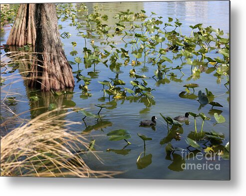 Coot Metal Print featuring the photograph Two Coots in Lake Morton by Carol Groenen