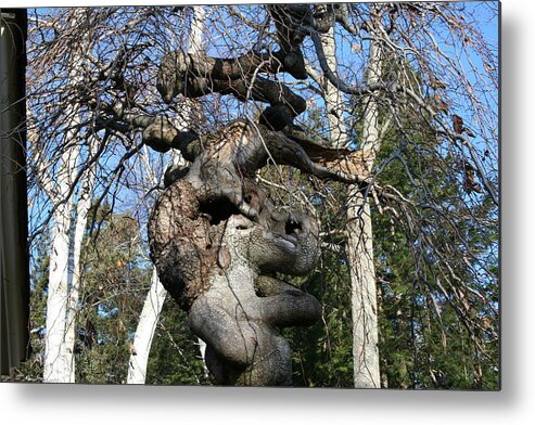 Elephant Metal Print featuring the photograph Two Elephants in a Tree by Doug Mills
