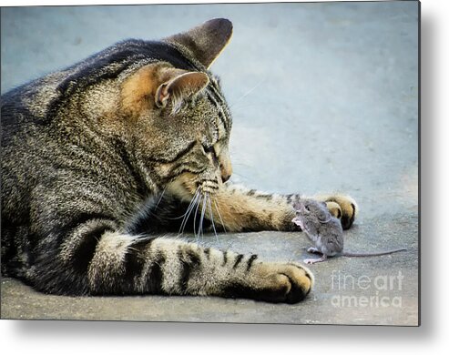 Cat Metal Print featuring the photograph Two Friends by Mike Ste Marie