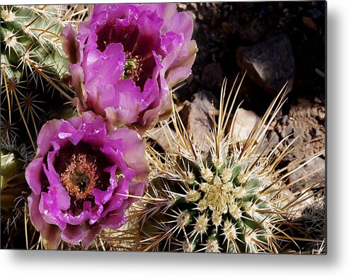 Cactus Metal Print featuring the photograph Two Fucshia Blossoms by Phyllis Denton