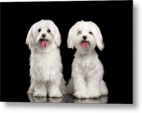 Maltese Metal Print featuring the photograph Two Happy White Maltese Dogs Sitting, Looking in Camera isolated by Sergey Taran