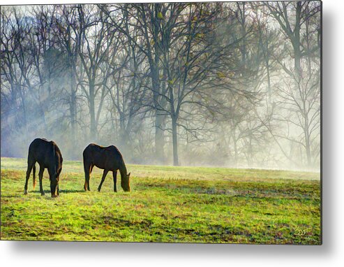 Horse Metal Print featuring the photograph Two Horse Morning by Sam Davis Johnson