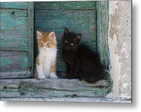 Cat Metal Print featuring the photograph Two Kittens On A Wall by Jean-Louis Klein & Marie-Luce Hubert
