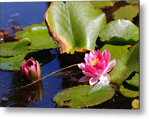 Lilies Metal Print featuring the photograph Two Lilies by Richard Patmore