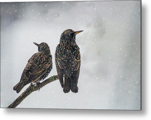 Birds Metal Print featuring the photograph Two Starlings by Cathy Kovarik