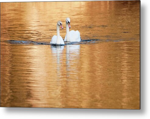 Swans Metal Print featuring the photograph Two Swans on Gold by Alexander Kunz