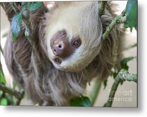 Close Up Metal Print featuring the photograph Two toed sloth in a tree by Patricia Hofmeester